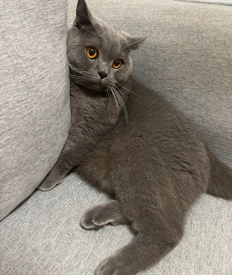 cute cat pictures for dp 34