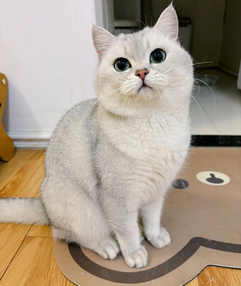 cute cat pictures for dp 35