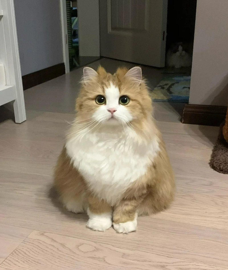 cute cat pictures for dp 38