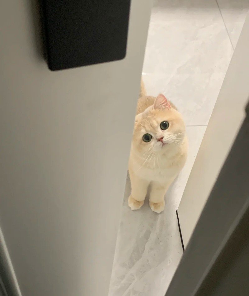 cute cat pictures for dp 4