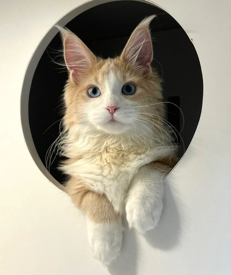cute cat pictures for dp 40