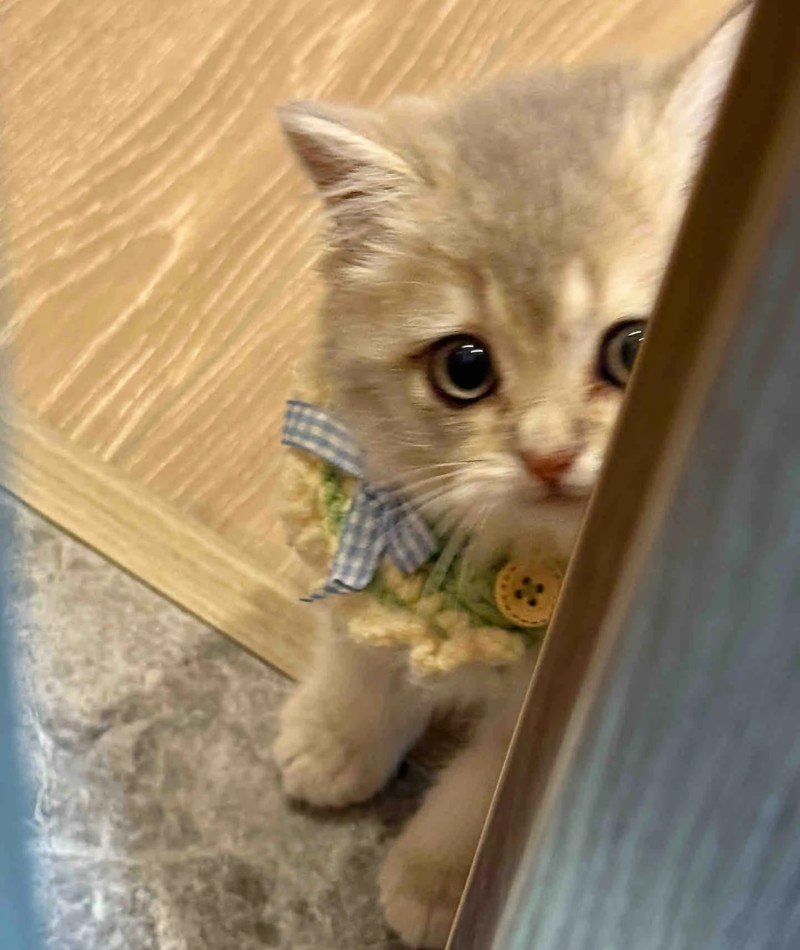 cute cat pictures for dp 5