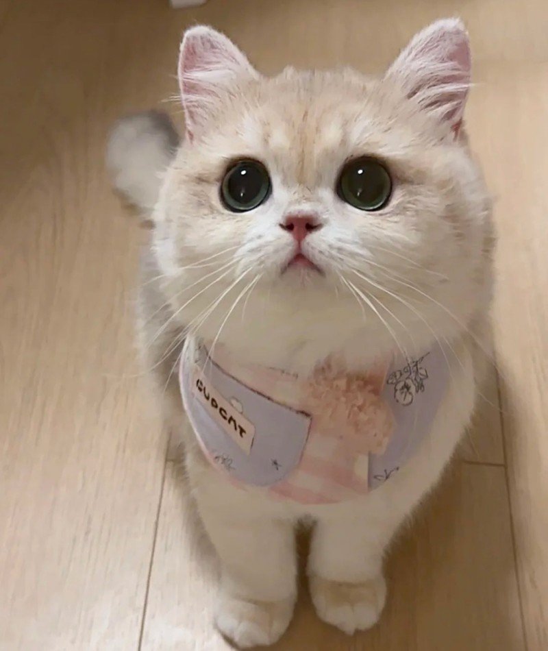 cute cat pictures for dp 6