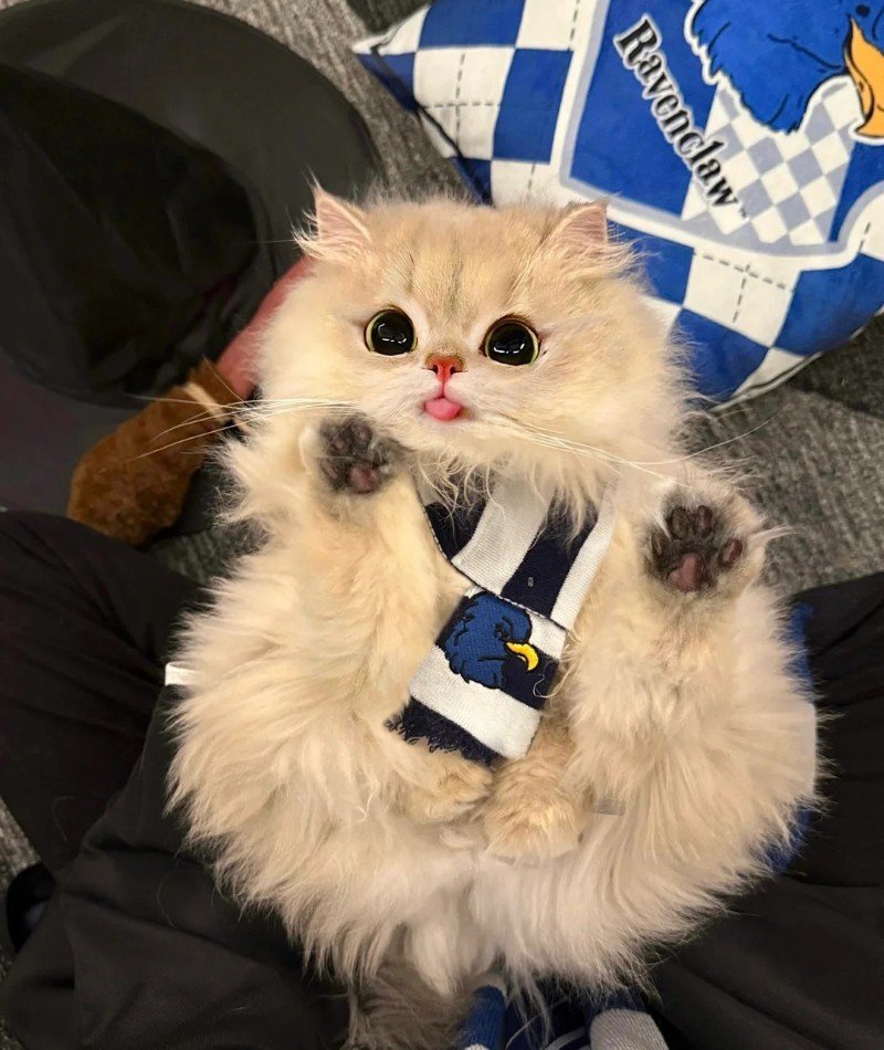 cute cat pictures for dp 7