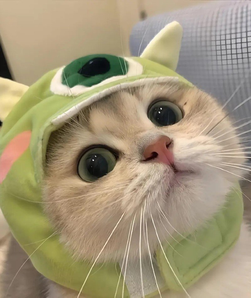 cute cat pictures for dp 9