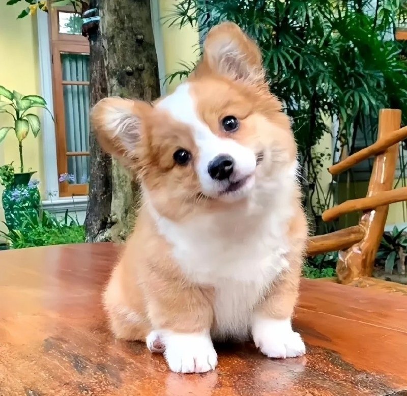 cute happy dp 3