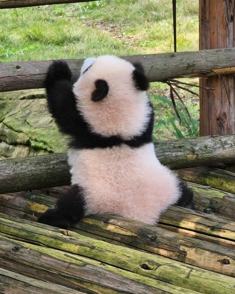 cute panda dp 12