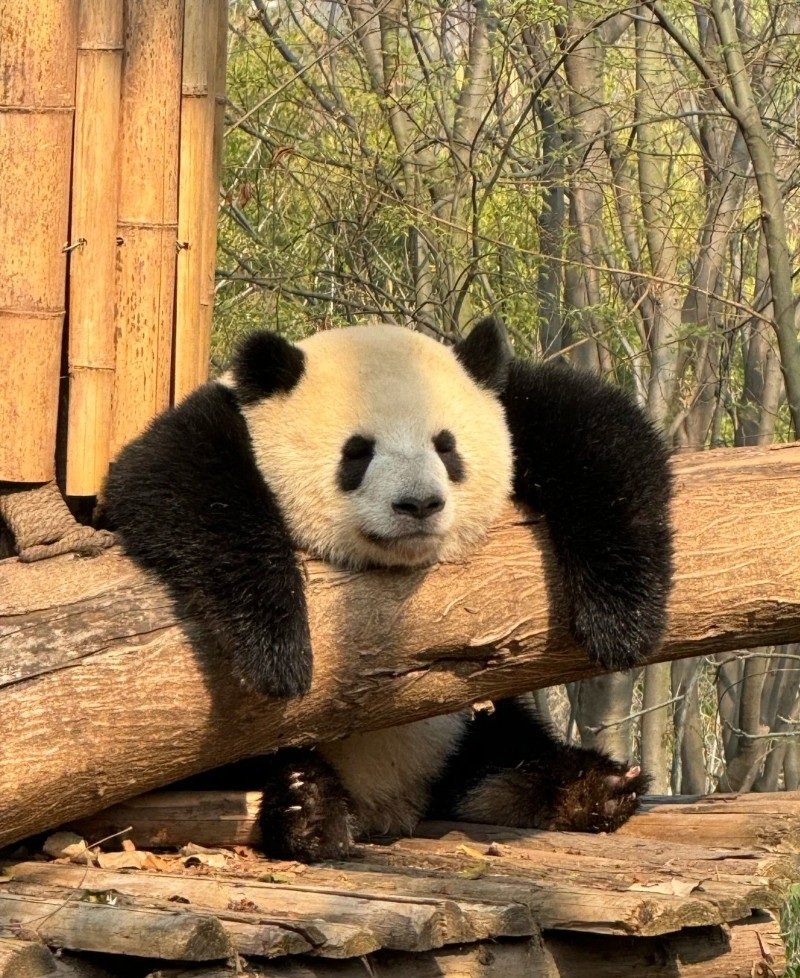 cute panda dp 15