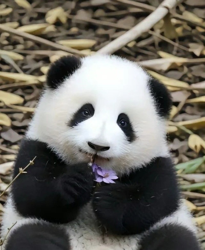 cute panda dp 16