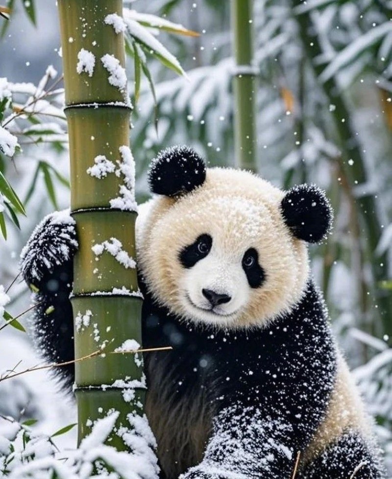 cute panda dp 27