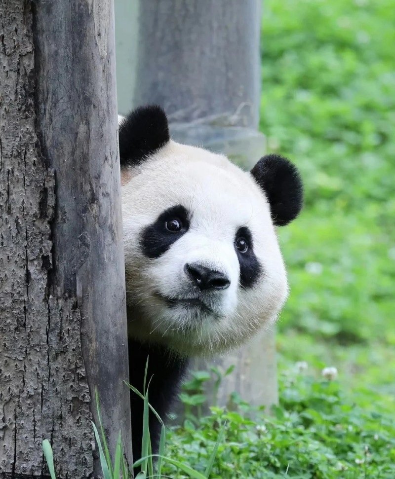 cute panda dp 30