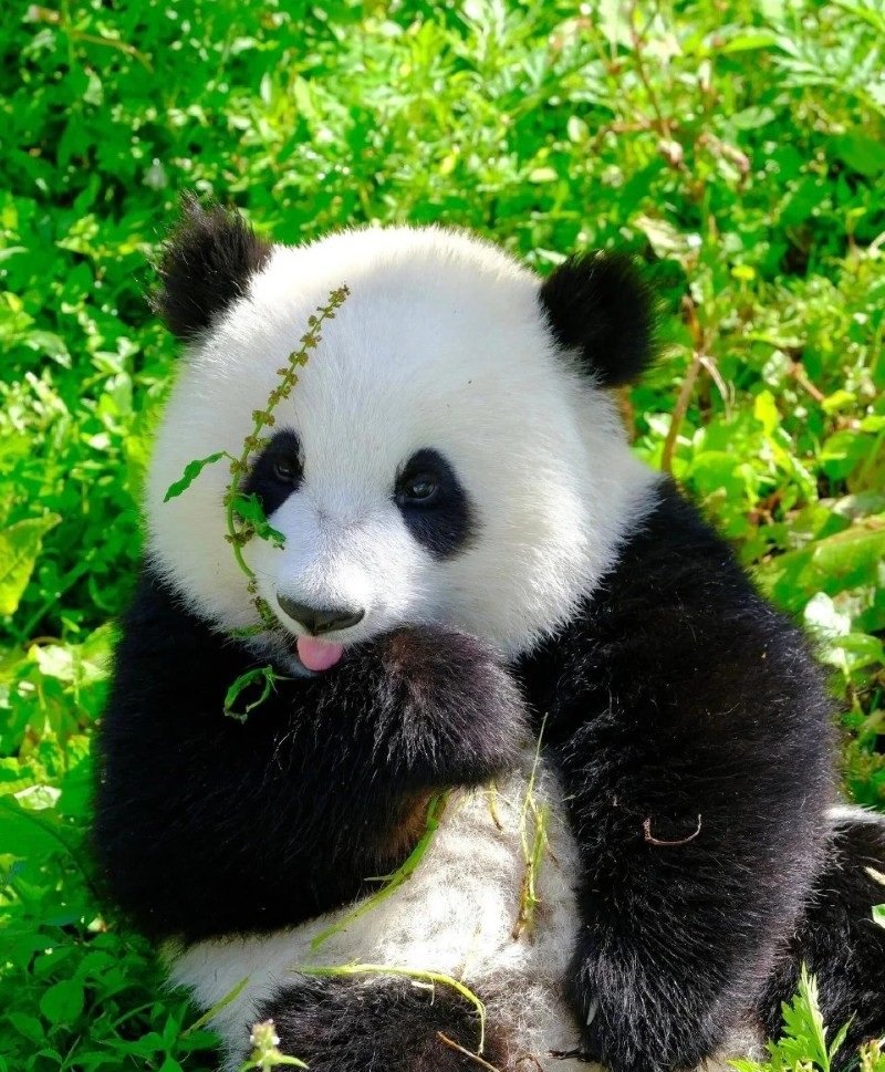 cute panda dp 35