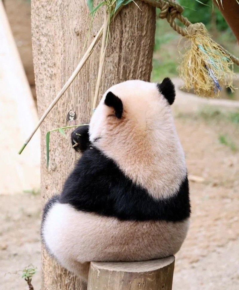 cute panda dp 8