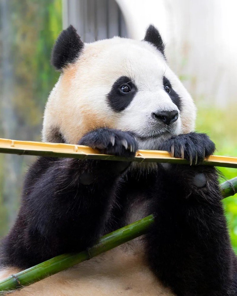 cute panda dp for whatsapp