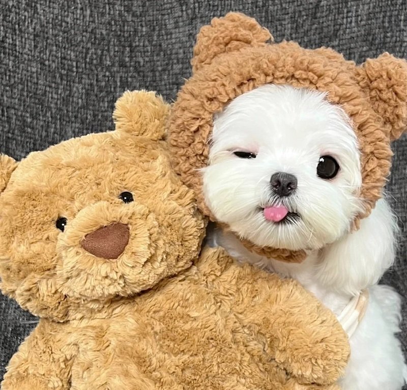 cute teddy bear dp 27