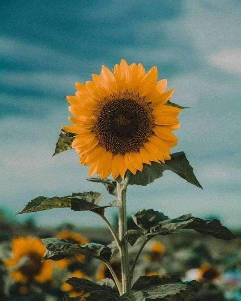 instagram ke liye dp 7