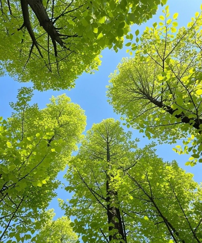 nature attractive top dp for whatsapp