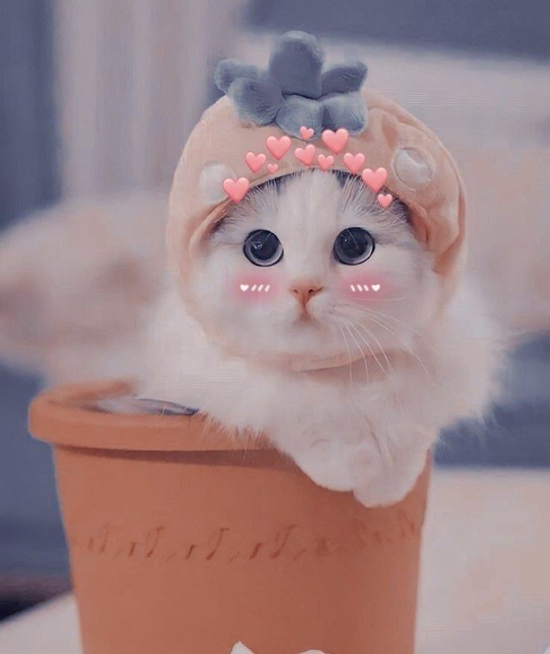 new cute dp 1