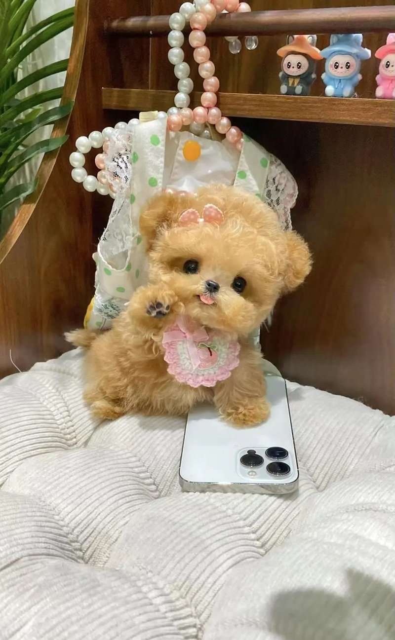 teddy dp