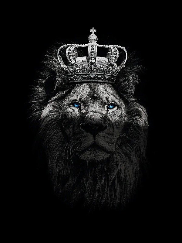 king dp 15